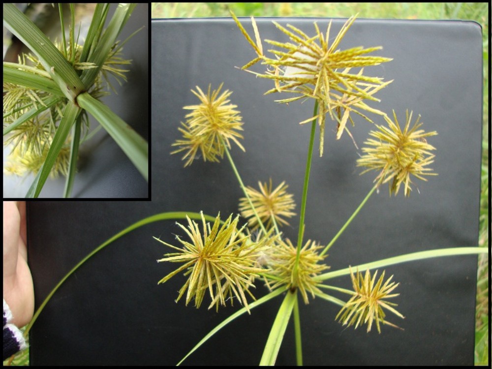 cyperus_strigosus_2